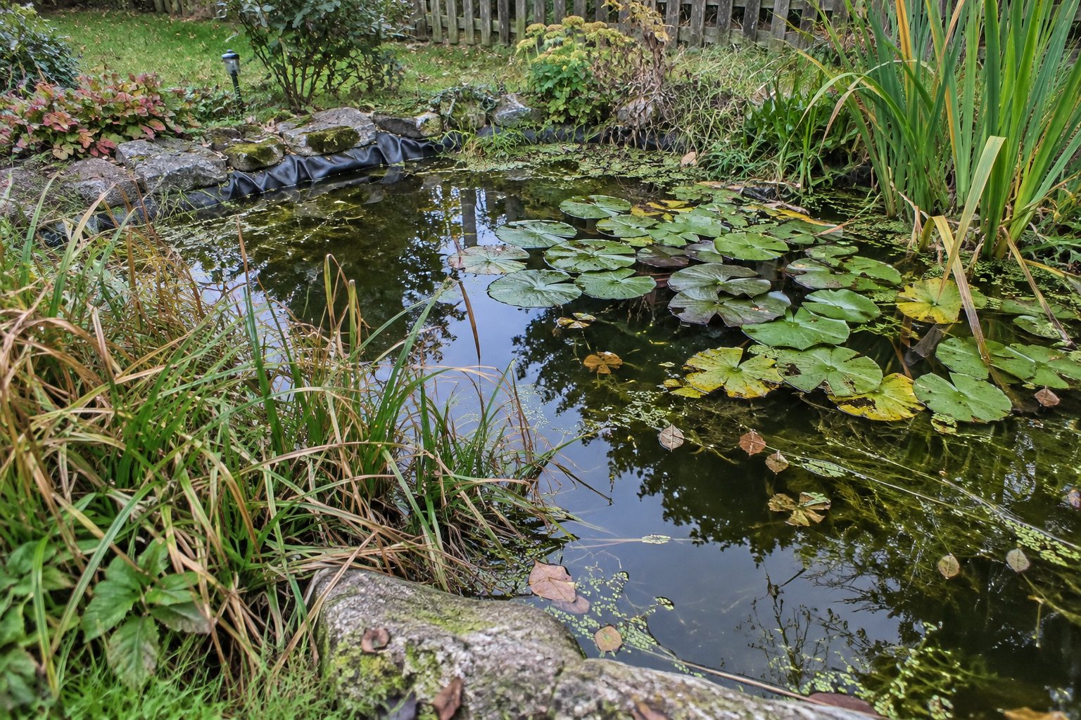 Teich mit dichtem Bewuchs, der ausgelichtet werden muss