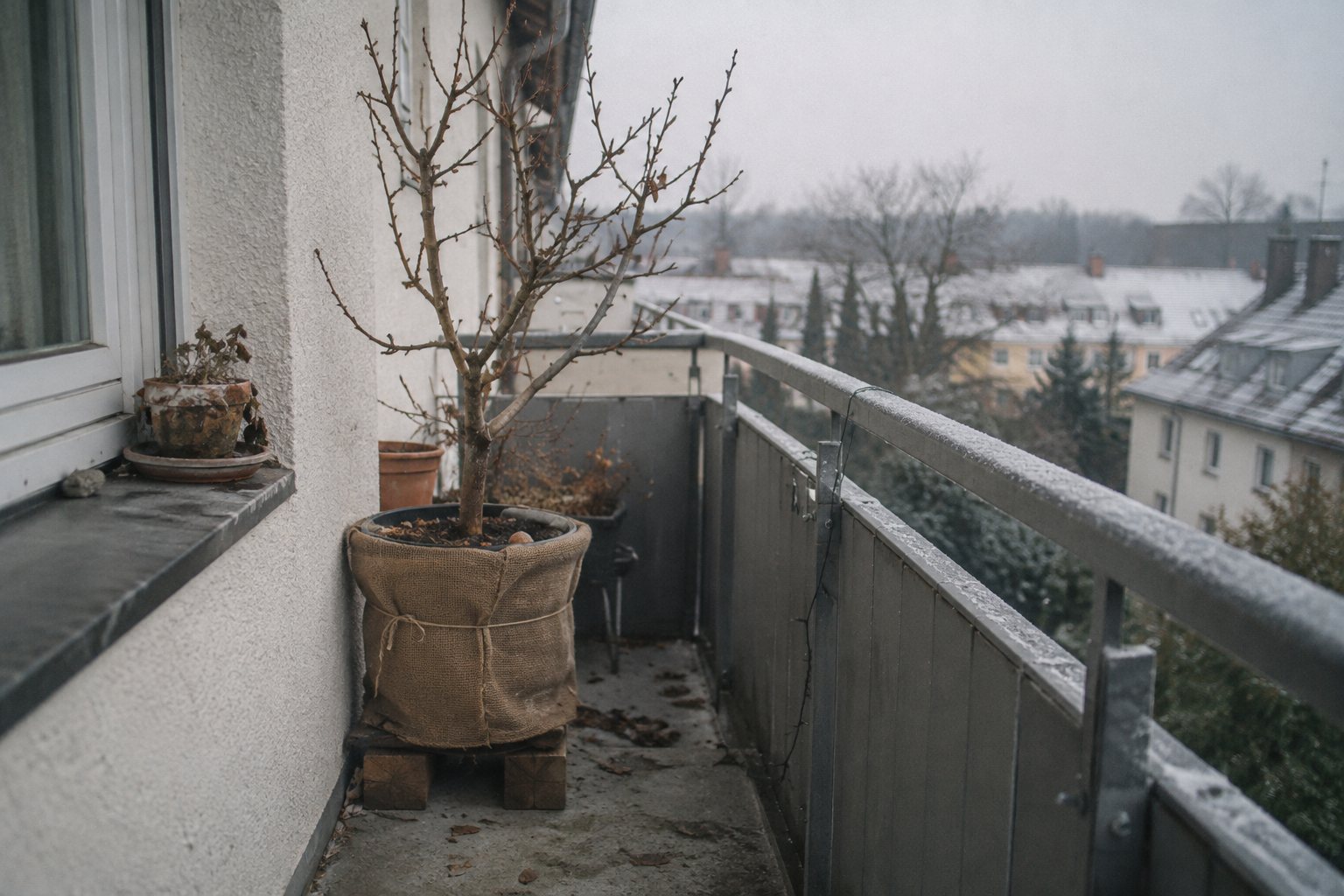 In Jute eingepackter Obstbaum-Kübel auf Holzklötzen an der Hauswand